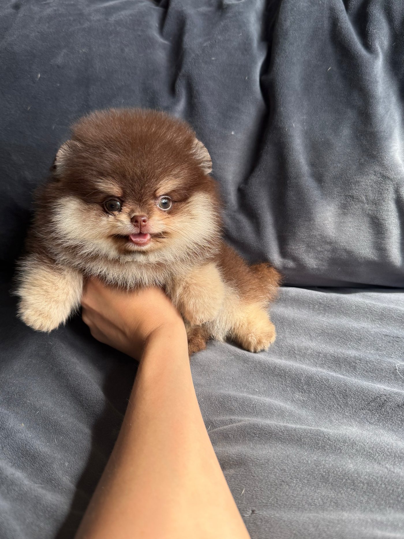 A chocolate and tan Pomeranian puppy being held
