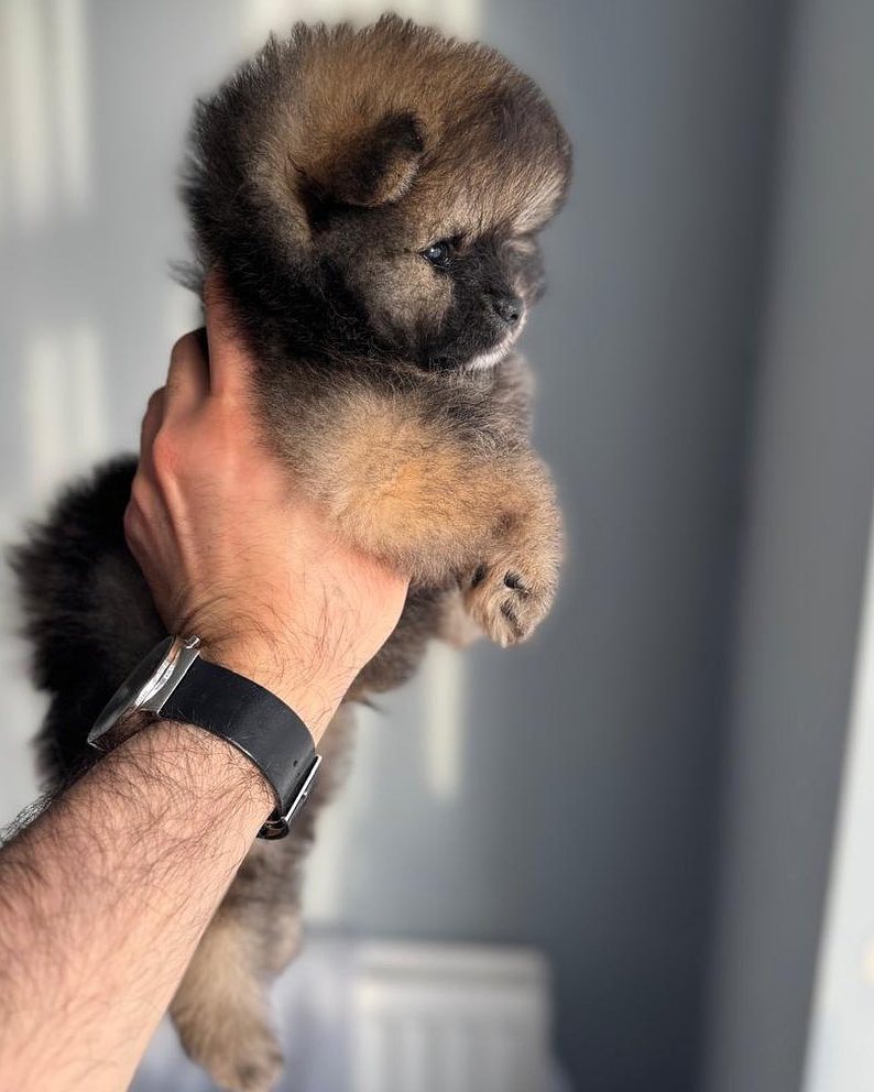 Bear, a Wolf Sable Pomeranian puppy