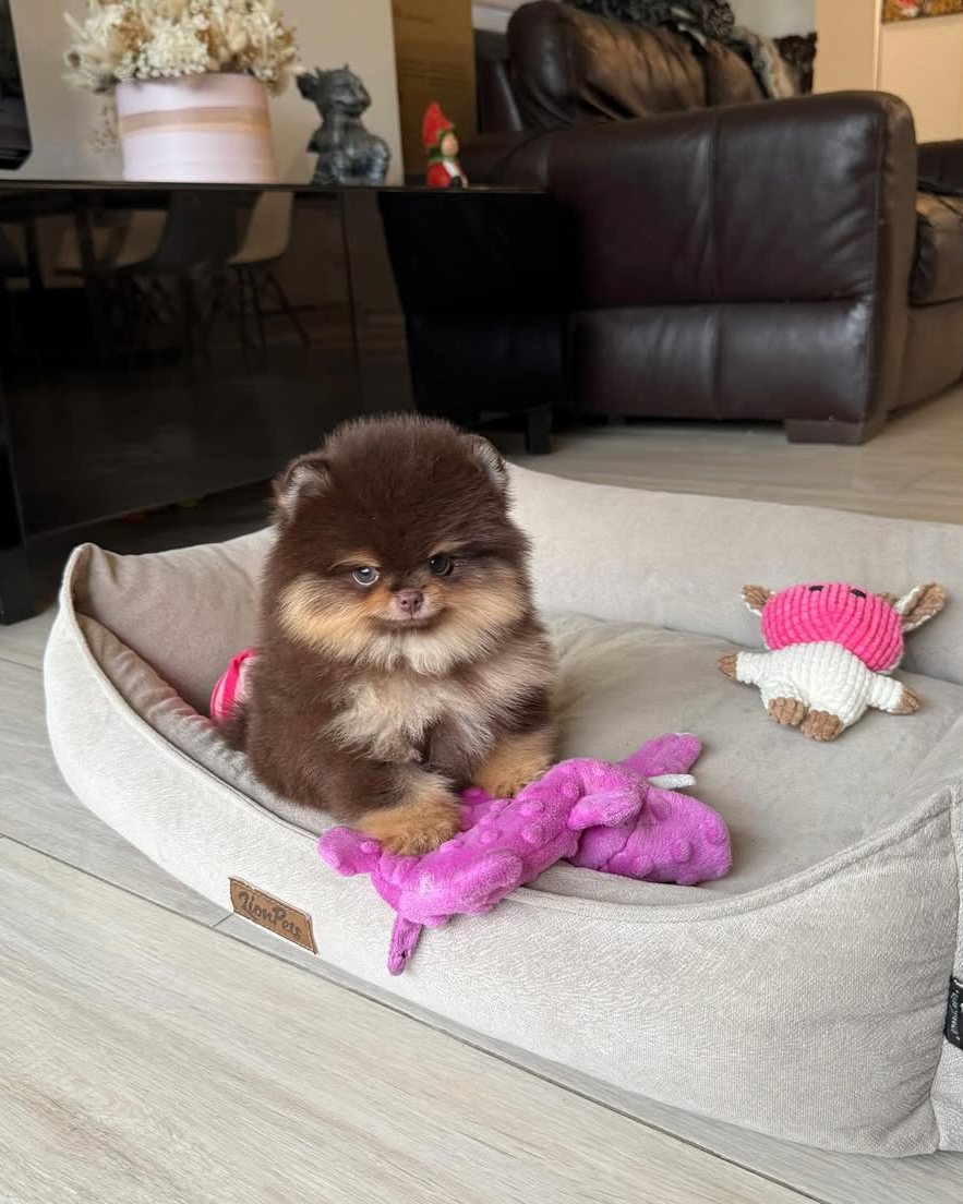Cocoa, a Chocolate & Tan Pomeranian puppy