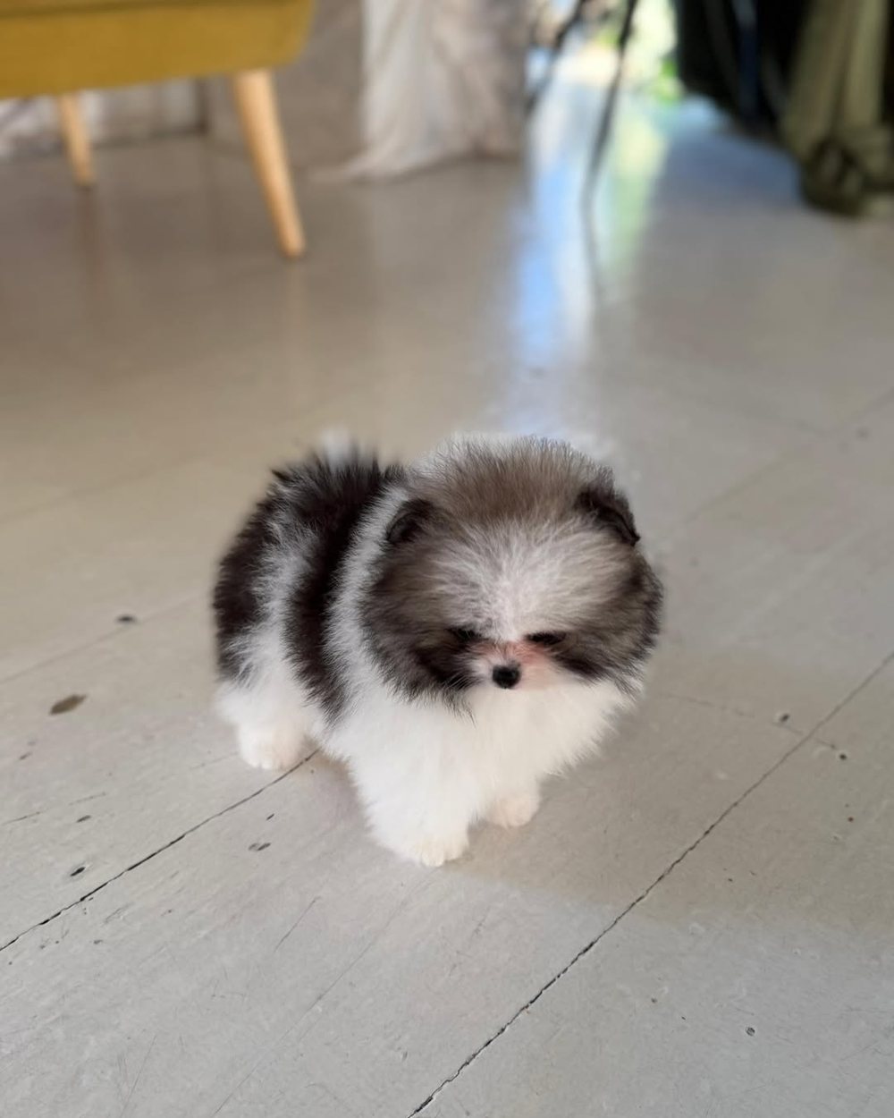 Domino