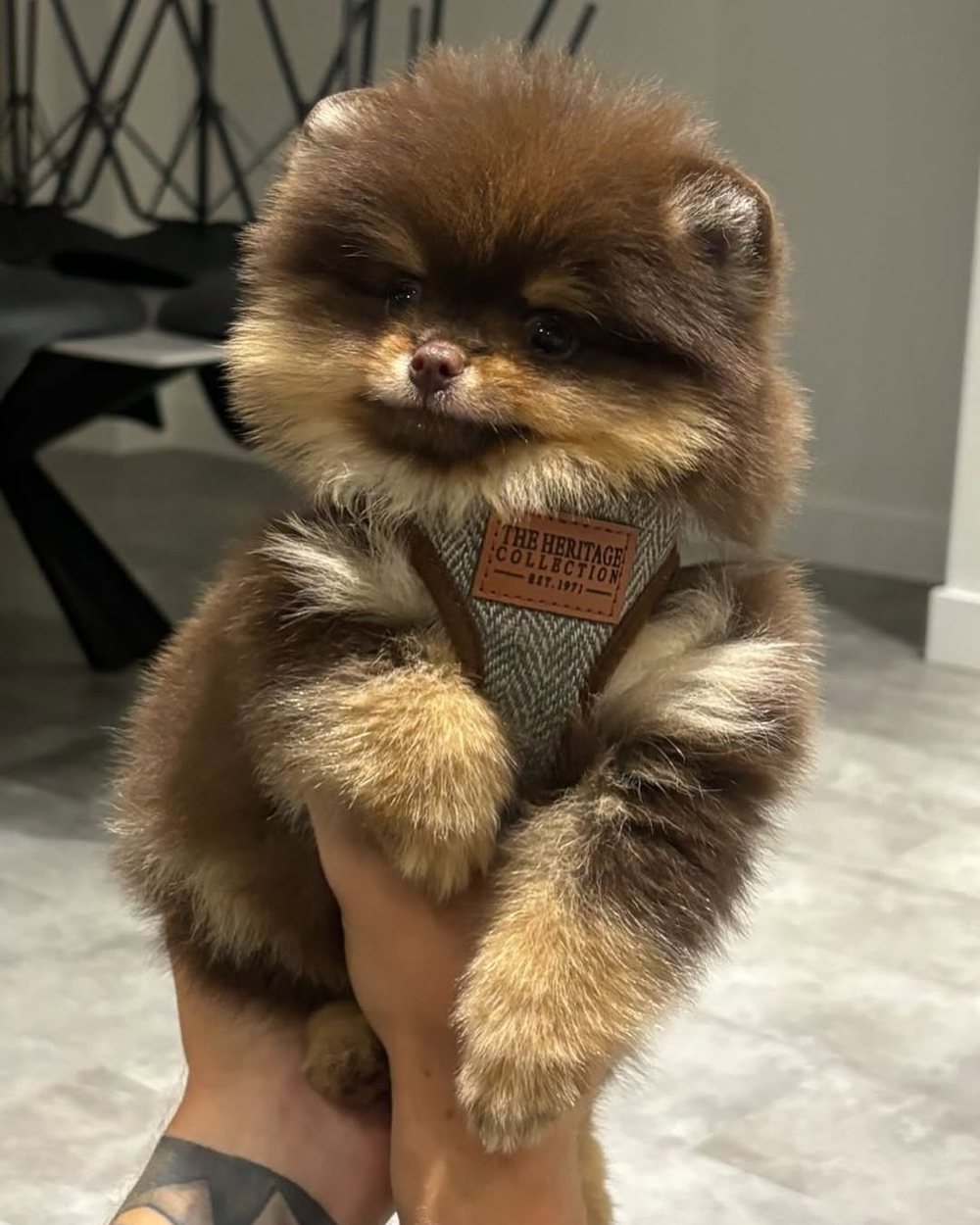 Maple