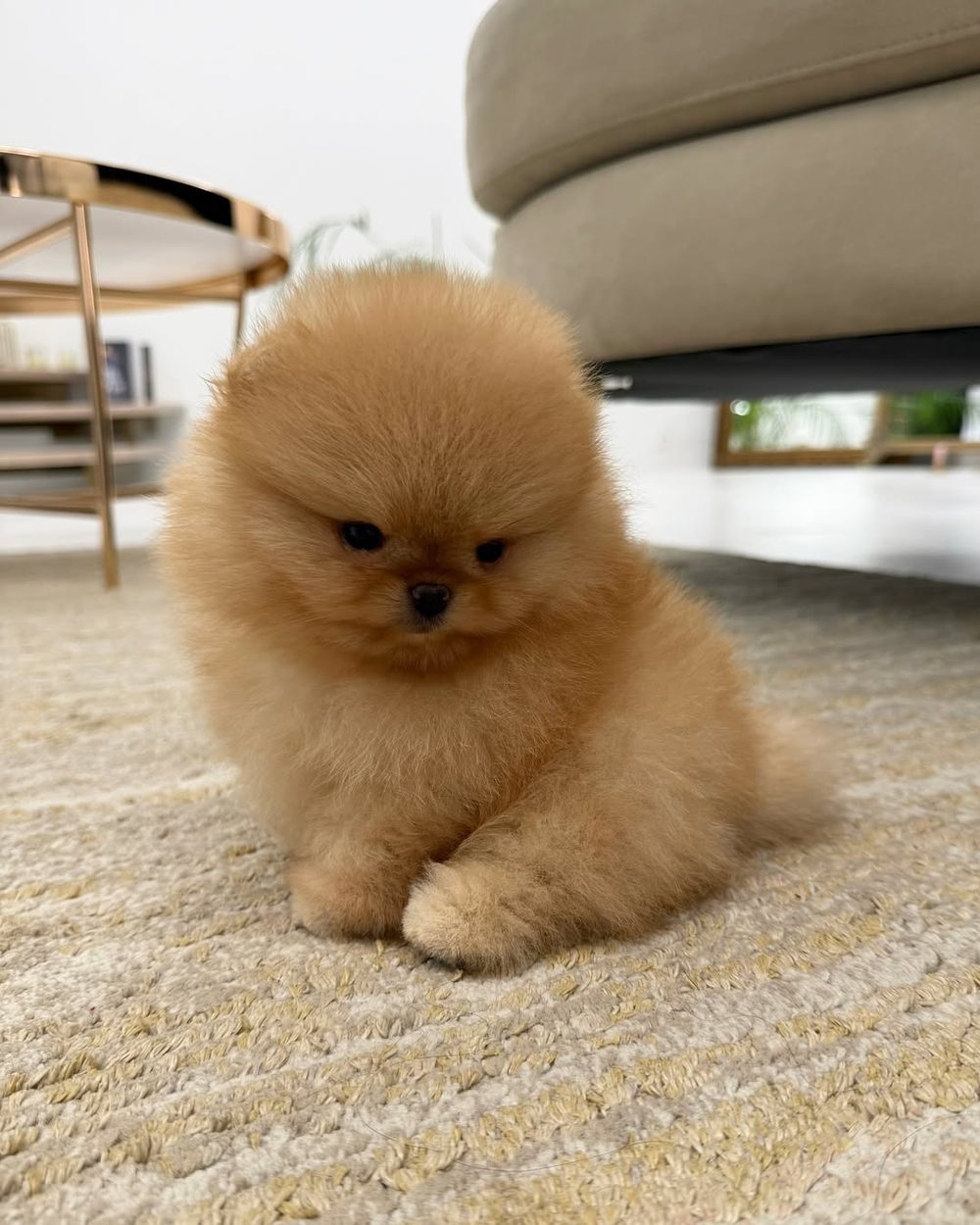 An orange Pomeranian puppy
