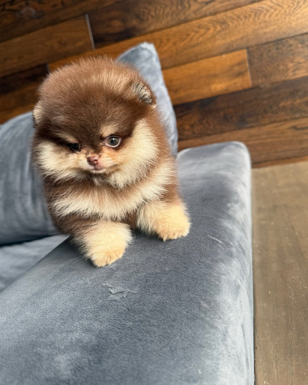 Truffle, a Chocolate & Tan Pomeranian puppy