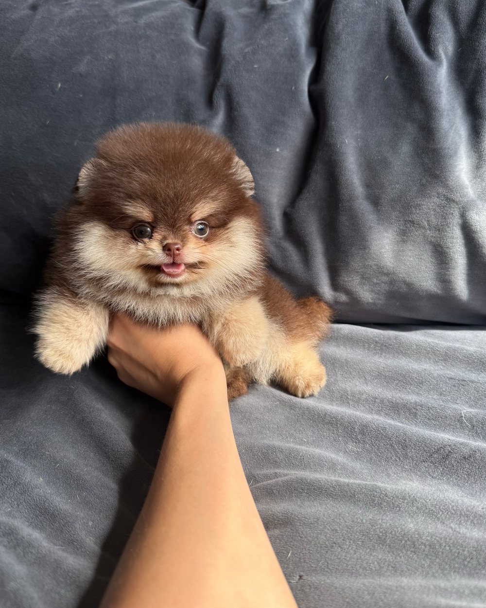 Truffle